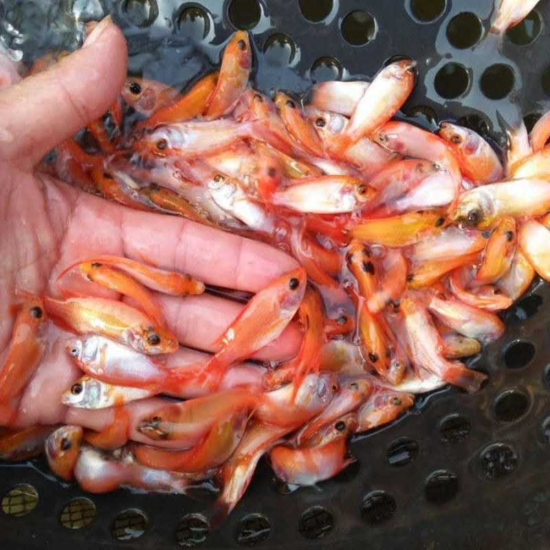 Bibit Ikan Nila (3–5 cm)